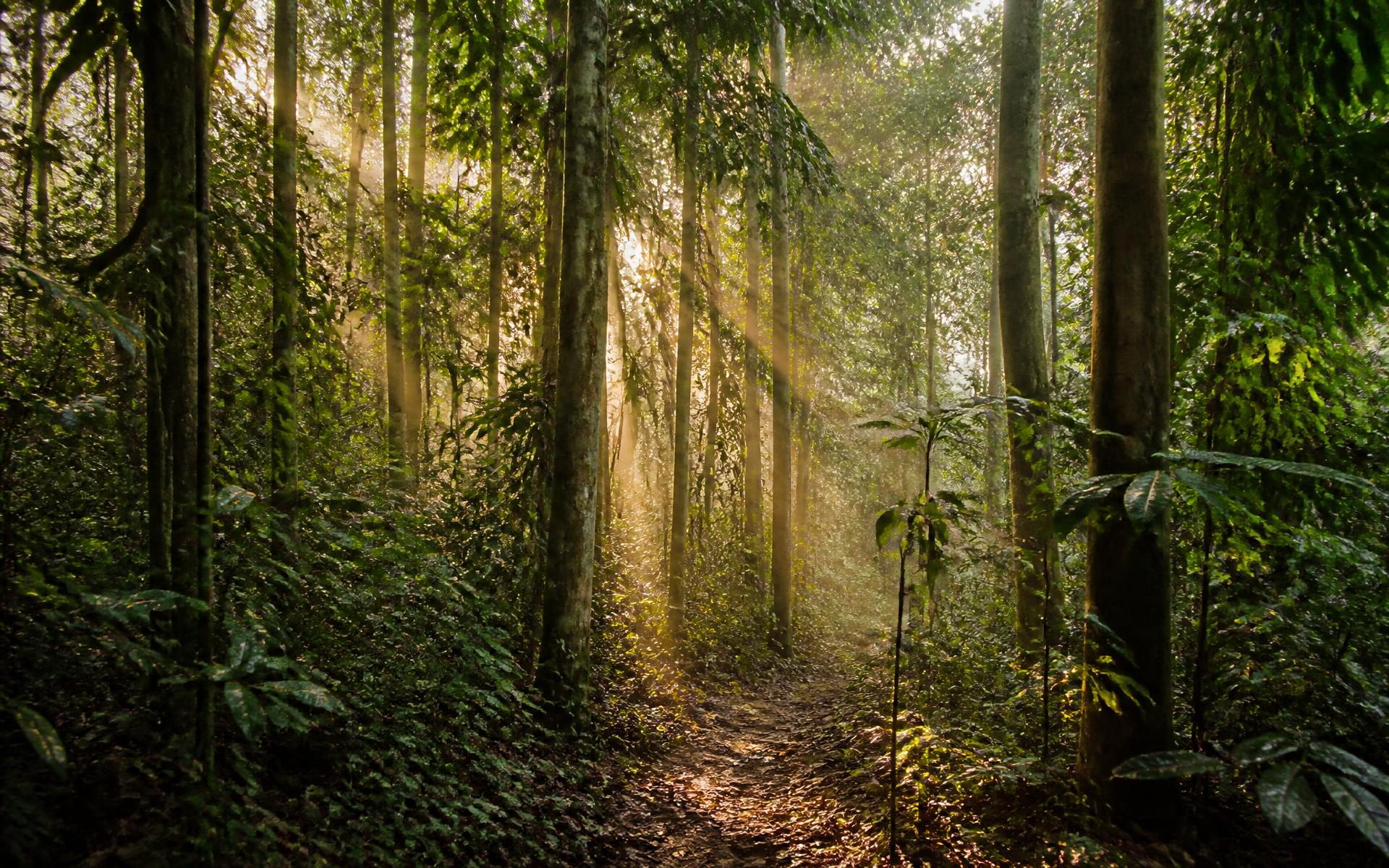 Sunlight through a Nigerian community forest